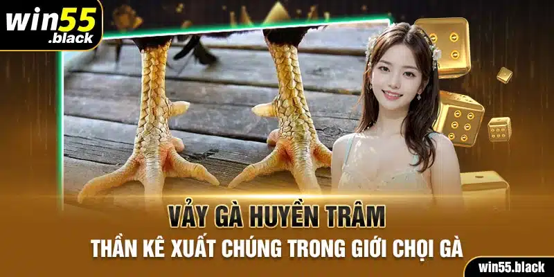 Vảy Gà Huyền Trâm - Thần Kê Xuất Chúng Trong Giới Chọi Gà