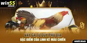 Vảy Gà Tứ Quý Phủ Địa - Đặc Điểm Của Linh Kê Máu Chiến
