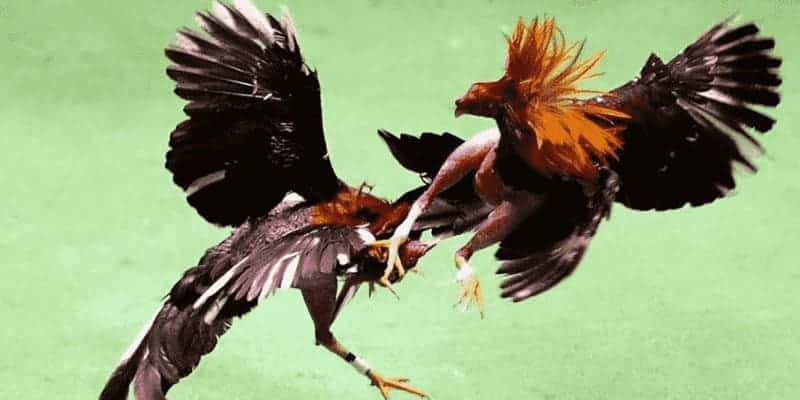 Đá gà đòn Thomo vô cùng hấp dẫn và thu hút cho người xem