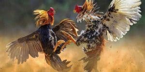 Đá Gà Đòn Thomo: Ưu Điểm Và Cách Tham Gia Tại Win55