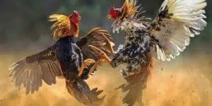 Đá Gà Đòn Thomo: Ưu Điểm Và Cách Tham Gia Tại Win55