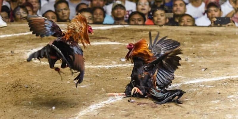 Đá gà đòn tại Thomo có thời gian diễn ra vô cùng nhanh chóng