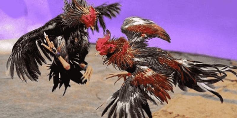 Đá gà đòn tại Win55 đa dạng với rất nhiều loại kèo cược