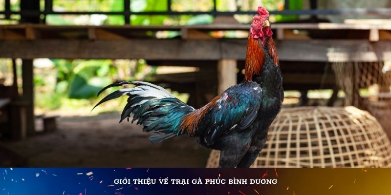 Giới thiệu về trại đá gà Phúc Bình Dương