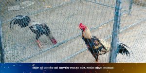 Một số chiến kê huyền thoại của Phúc Bình Dương