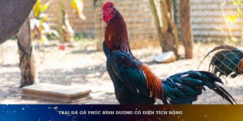 Trại đá gà Phúc Bình Dương có diện tích rộng
