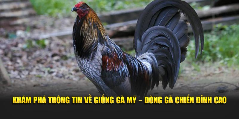 Giống gà mỹ