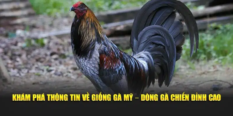 Giống gà mỹ