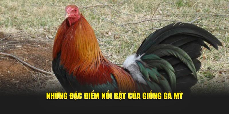 Những đặc điểm nổi bật của giống gà Mỹ là gì?