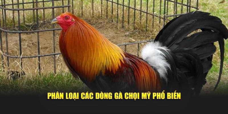 Phân loại các dòng gà chọi Mỹ phổ biến