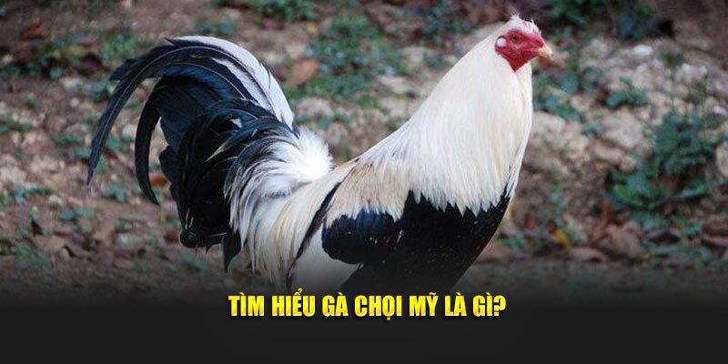 Tìm hiểu gà chọi Mỹ là gì